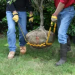 Prolifter20root20ball